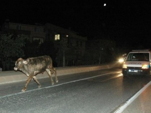 Firari ''angus'' yakalandı